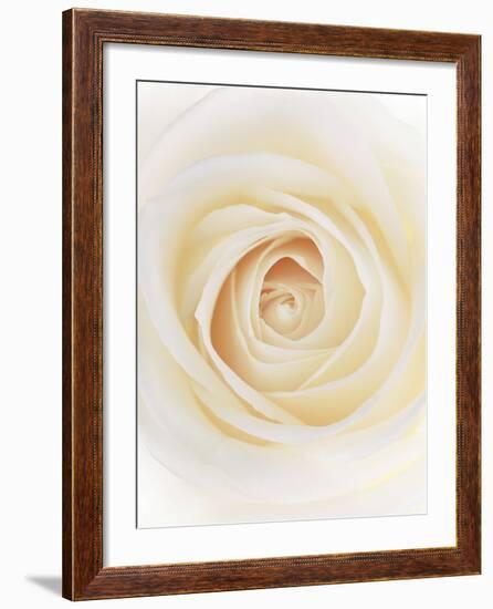 Rose (Rosa Sp.)-Gavin Kingcome-Framed Photographic Print