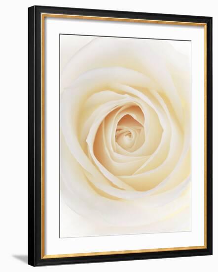 Rose (Rosa Sp.)-Gavin Kingcome-Framed Photographic Print