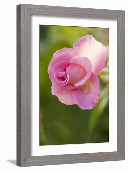 Rose (Rosa)-Maria Mosolova-Framed Photographic Print