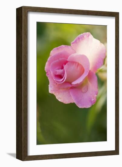 Rose (Rosa)-Maria Mosolova-Framed Photographic Print