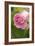 Rose (Rosa)-Maria Mosolova-Framed Photographic Print