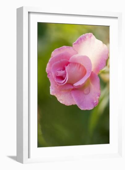 Rose (Rosa)-Maria Mosolova-Framed Photographic Print