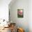 Rose (Rosa)-Maria Mosolova-Mounted Photographic Print displayed on a wall