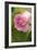 Rose (Rosa)-Maria Mosolova-Framed Photographic Print