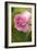 Rose (Rosa)-Maria Mosolova-Framed Photographic Print