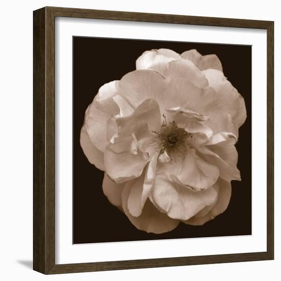 Rose - Sepia-Katano Nicole-Framed Photo