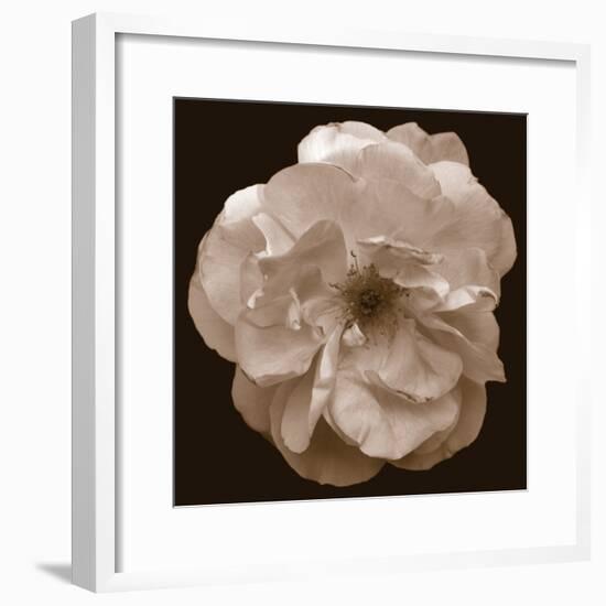 Rose - Sepia-Katano Nicole-Framed Photo