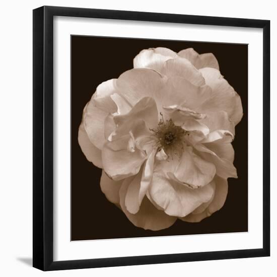 Rose - Sepia-Katano Nicole-Framed Photo