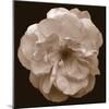 Rose - Sepia-Katano Nicole-Mounted Photo