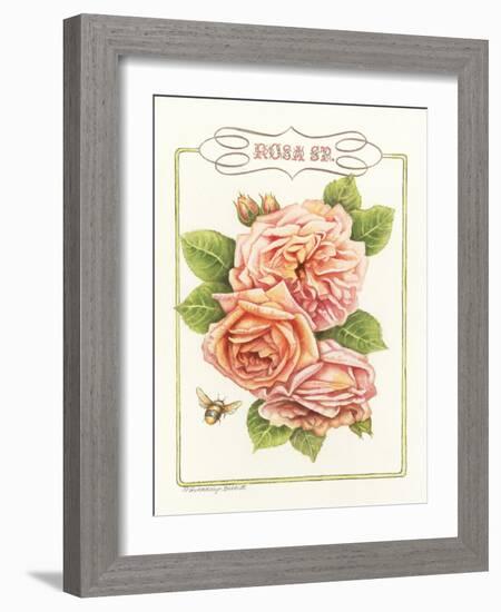 Rose Species-Gwendolyn Babbitt-Framed Art Print