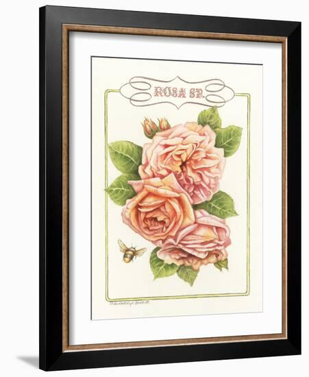 Rose Species-Gwendolyn Babbitt-Framed Art Print