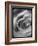 Rose Spiral I-Judy Stalus-Framed Photographic Print