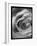 Rose Spiral I-Judy Stalus-Framed Photographic Print