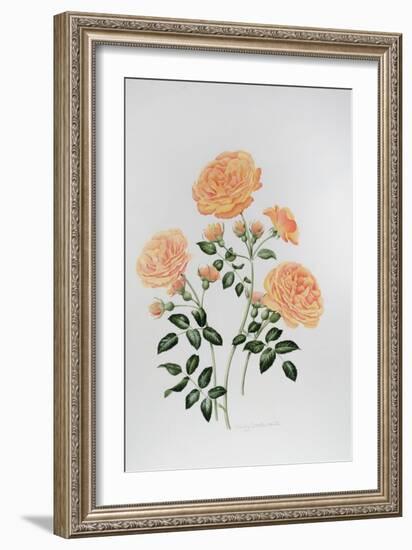 Rose St Richard of Chichester-Sally Crosthwaite-Framed Giclee Print