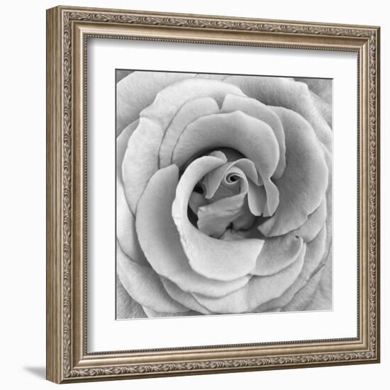 Rose Swirl II-null-Framed Art Print