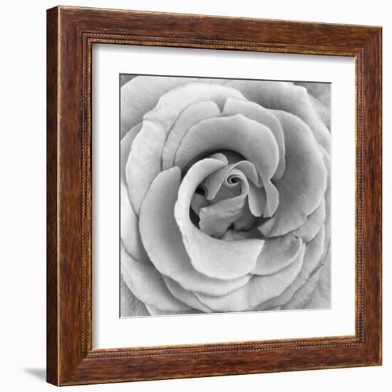 Rose Swirl II-null-Framed Art Print