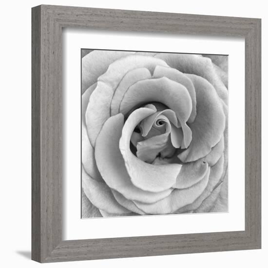 Rose Swirl II-null-Framed Art Print