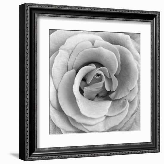 Rose Swirl II-null-Framed Art Print