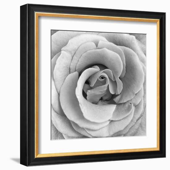 Rose Swirl II-null-Framed Art Print