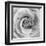 Rose Swirl II-null-Framed Art Print