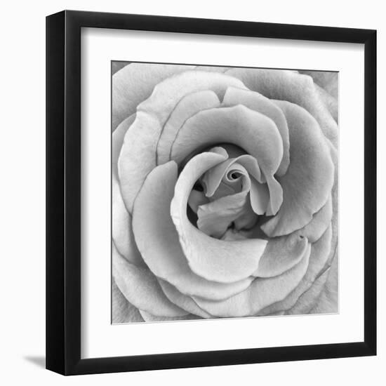 Rose Swirl II-null-Framed Art Print