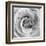 Rose Swirl II-null-Framed Art Print