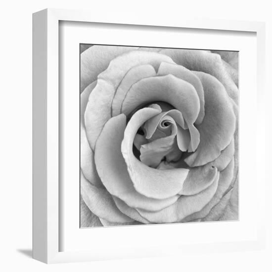 Rose Swirl II-null-Framed Art Print