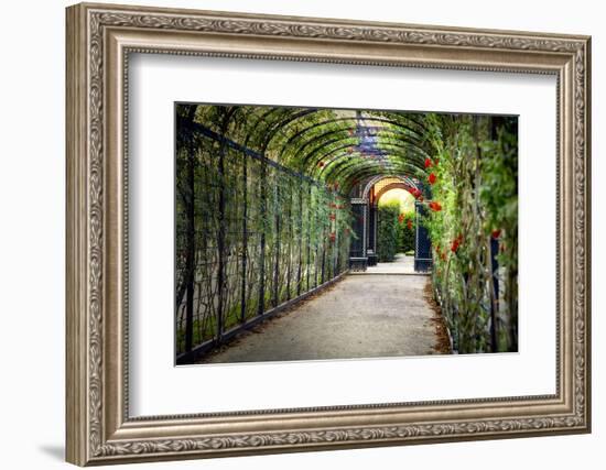 Rose Trellis In Schonbrunn Palace-George Oze-Framed Photographic Print