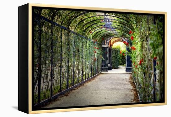 Rose Trellis In Schonbrunn Palace-George Oze-Framed Premier Image Canvas