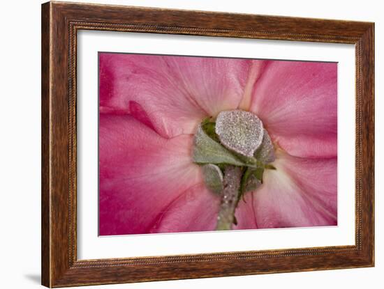 Rose Up Close I-Lee Peterson-Framed Photographic Print