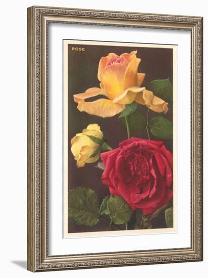 Rose Varieties-null-Framed Art Print