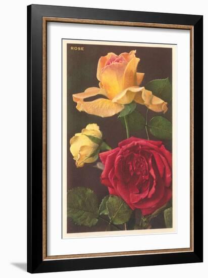 Rose Varieties-null-Framed Art Print