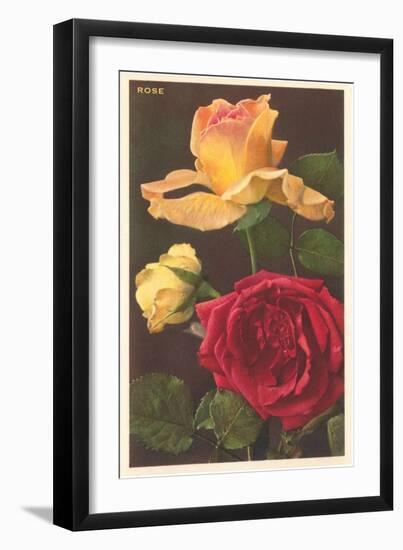 Rose Varieties-null-Framed Art Print
