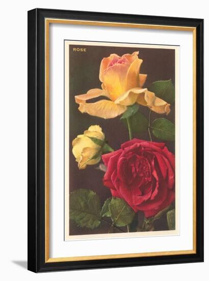 Rose Varieties-null-Framed Art Print