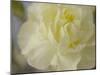 Rose Whisper I-Judy Stalus-Mounted Photographic Print