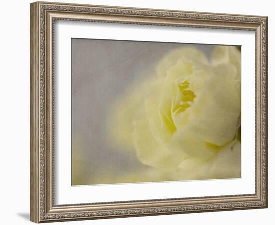 Rose Whisper II-Judy Stalus-Framed Photographic Print