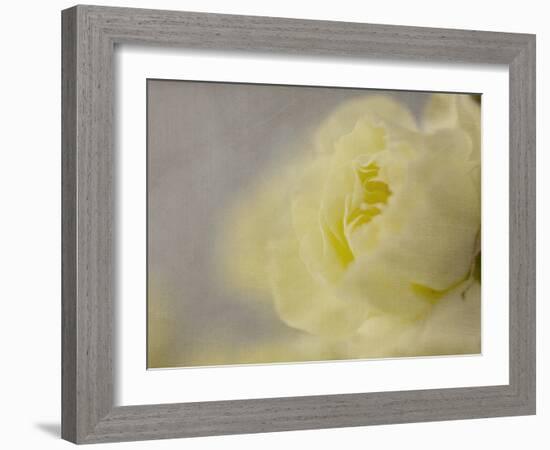 Rose Whisper II-Judy Stalus-Framed Photographic Print