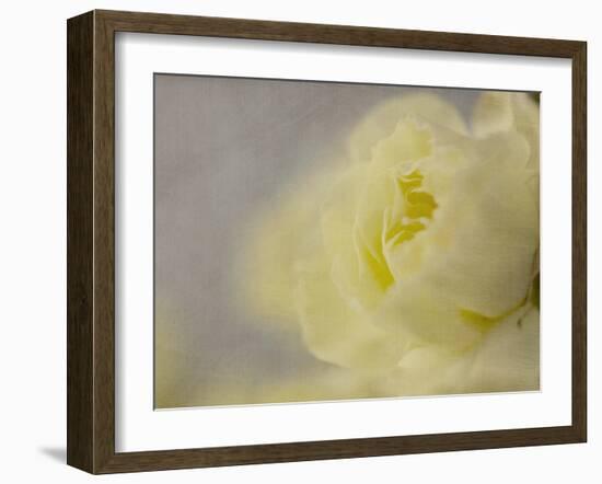 Rose Whisper II-Judy Stalus-Framed Photographic Print