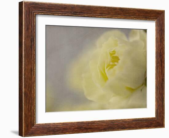 Rose Whisper II-Judy Stalus-Framed Photographic Print