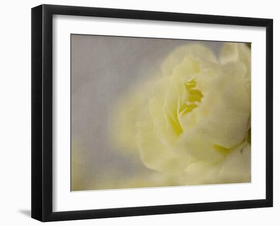 Rose Whisper II-Judy Stalus-Framed Photographic Print