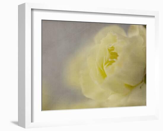 Rose Whisper II-Judy Stalus-Framed Photographic Print