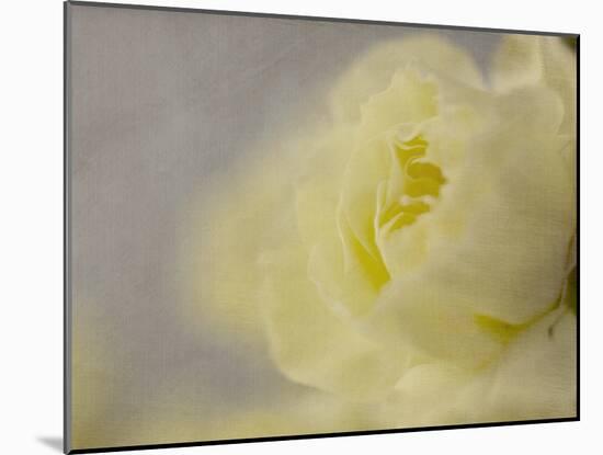 Rose Whisper II-Judy Stalus-Mounted Photographic Print