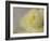 Rose Whisper II-Judy Stalus-Framed Photographic Print