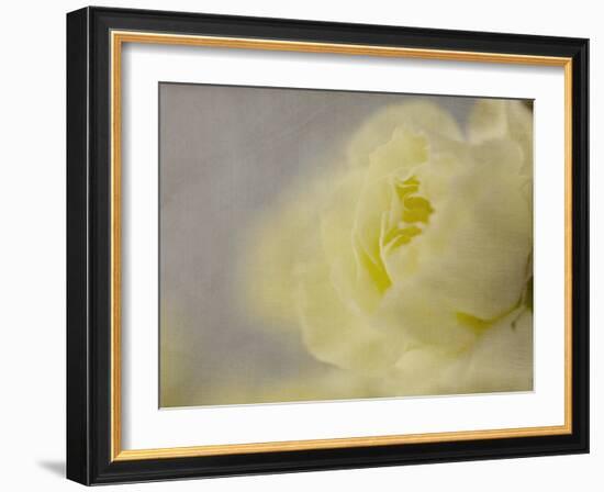 Rose Whisper II-Judy Stalus-Framed Photographic Print