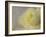 Rose Whisper II-Judy Stalus-Framed Photographic Print