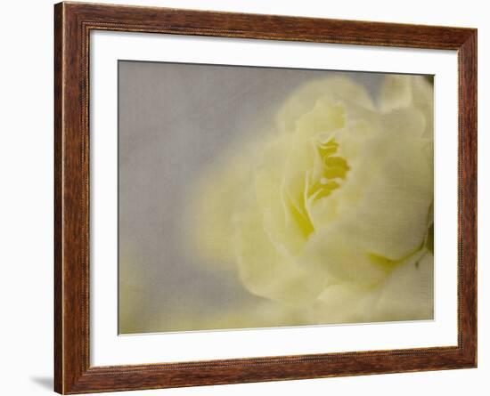 Rose Whisper II-Judy Stalus-Framed Photographic Print