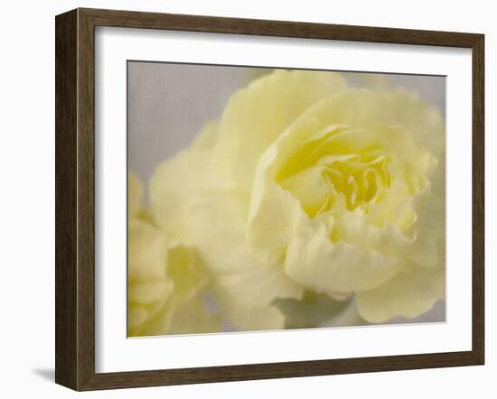 Rose Whisper III-Judy Stalus-Framed Photographic Print