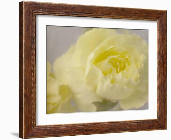 Rose Whisper III-Judy Stalus-Framed Photographic Print