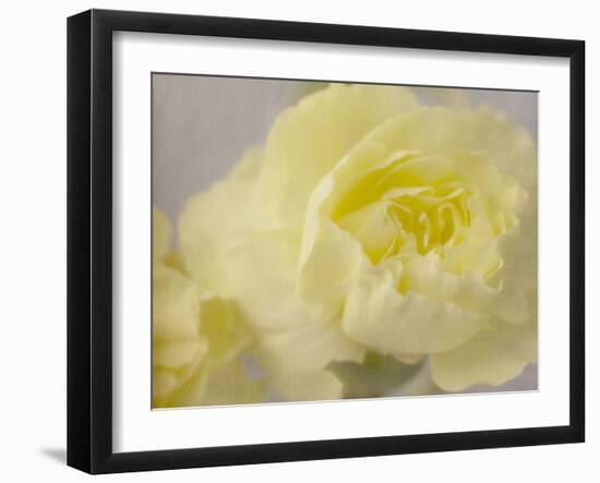 Rose Whisper III-Judy Stalus-Framed Photographic Print