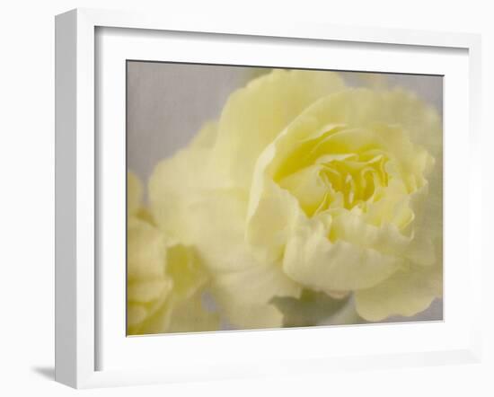 Rose Whisper III-Judy Stalus-Framed Photographic Print